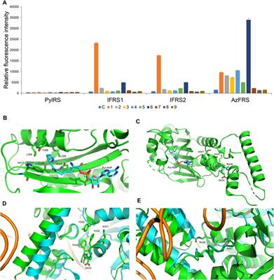 Ferritin Conjugates With Multiple Clickable Amino Acids Encoded by C-Terminal Engineered Pyrrolysyl-tRNA Synthetase